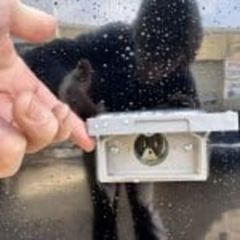 new Cargo (Enclosed) Trailers NEO Trailers  for sale, in Burnt Hills, NY Thumbnail 32