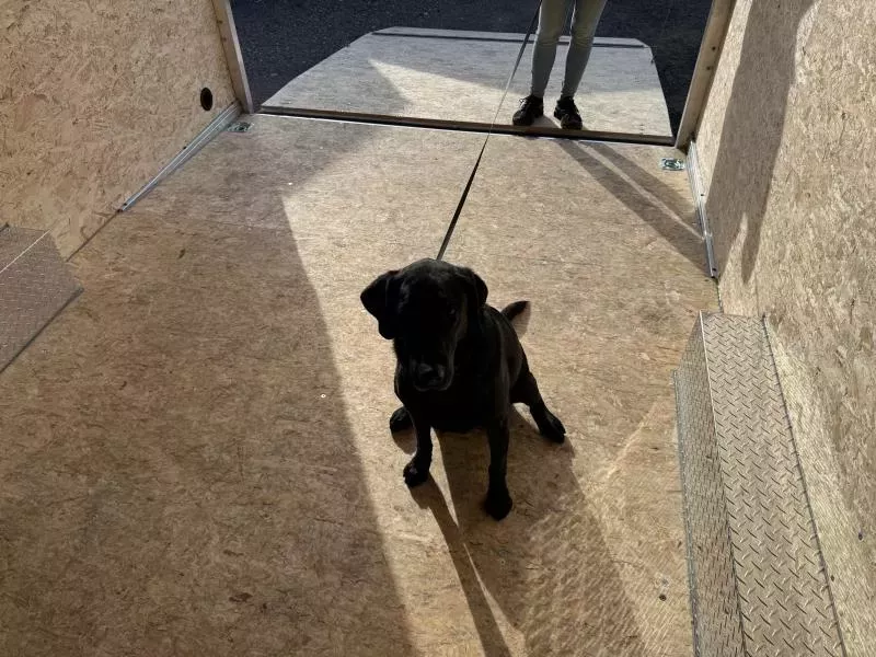 new Cargo (Enclosed) Trailers Stealth Trailers  for sale, in Loudon, NH Thumbnail 18