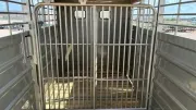 new Stock / Stock Combo Trailers GR Trailers  for sale, in Seminole, TX Thumbnail 5