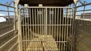 new Stock / Stock Combo Trailers GR Trailers  for sale, in Seminole, TX Thumbnail 5