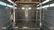 new Stock / Stock Combo Trailers GR Trailers  for sale, in Seminole, TX Thumbnail 6