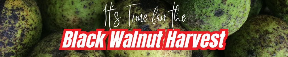 Black walnut harvest location at Clines Equipment