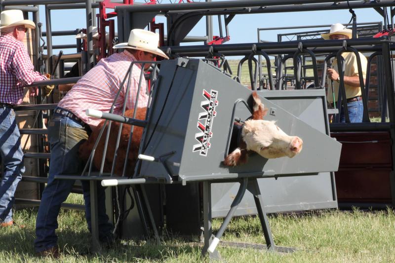 2020 WW Livestock Manual Calf Table Chute 2020 WW Livestock Manual Calf Table Chute