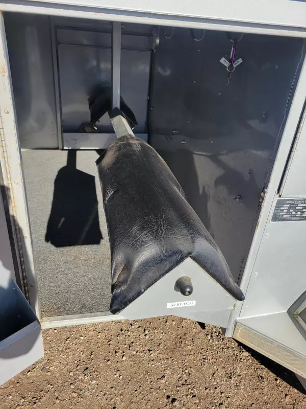 used Horse Trailers Logan Coach Trailers  for sale, in Fort Collins, CO Thumbnail 5