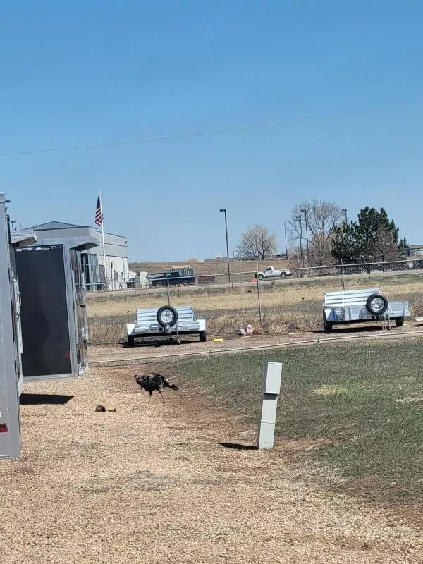 2026 Aluma WB18H DRIVE OVER FENDERS Car Hauler